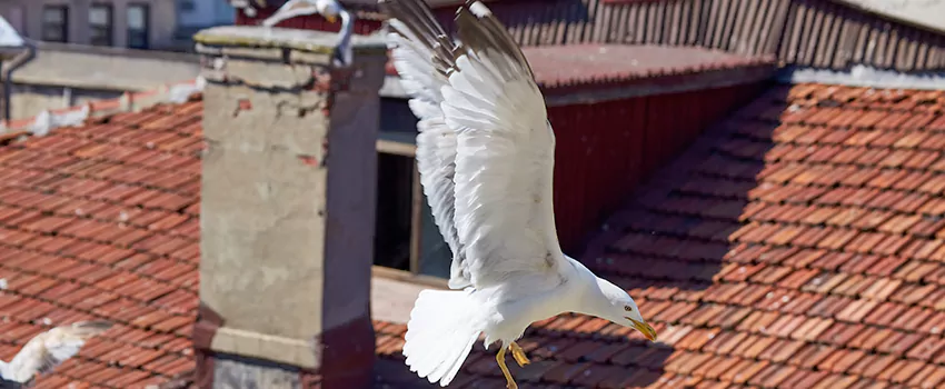 Residential Chimney Animal Removal Solution in Mustang, OK